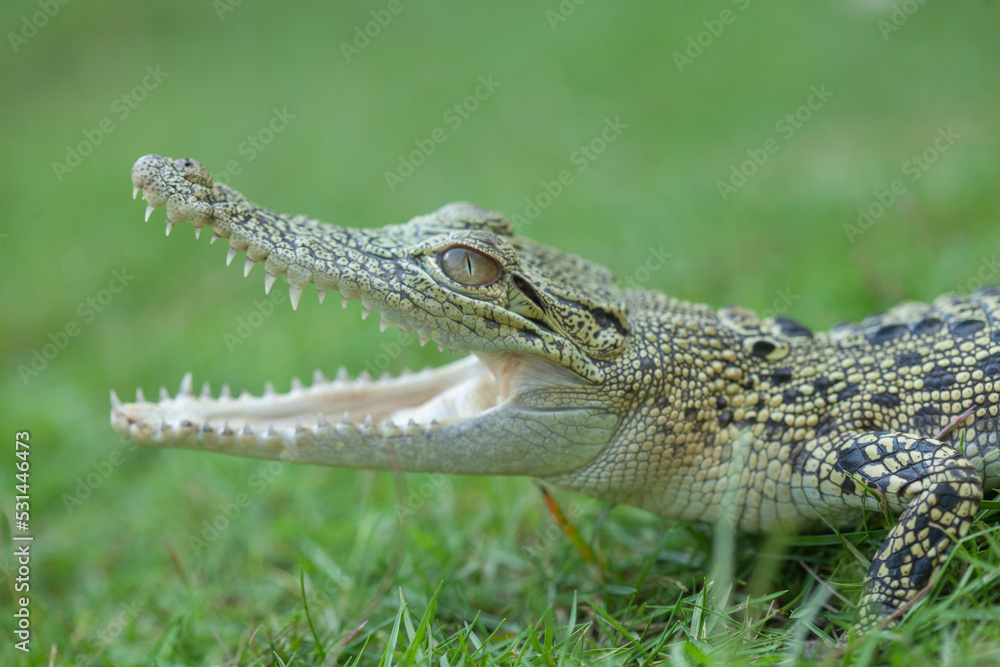 Fototapeta premium Crocodylus porosus Ferocious Estuarine Crocodile
