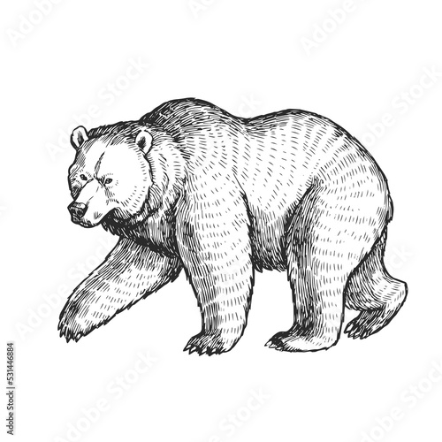 Vector illustration of bear in engraving style. Sketch of forest animal isolated on white.