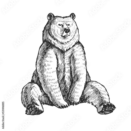 Vector illustration of sitting bear in engraving style. Sketch of forest animal isolated on white.