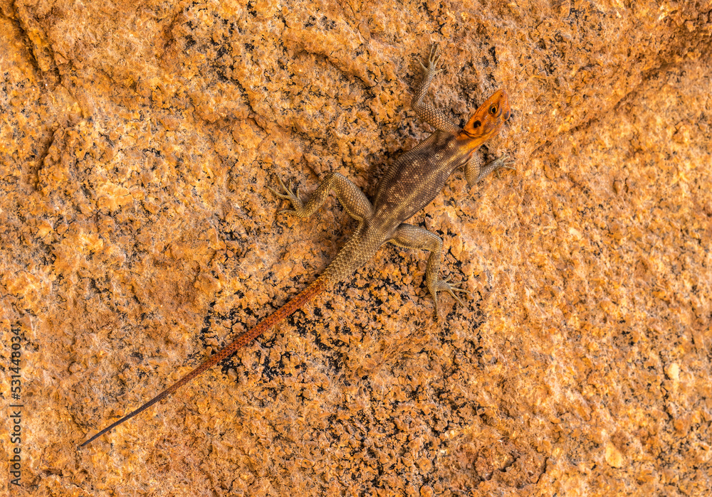Male Namib Rock Agama (Agama planiceps) on granite rocky outcrop of Spitzkoppe, Namibia Male Namib Rock Agama (Agama planiceps) on granite rocky outcrop of Spitzkoppe, Namibia