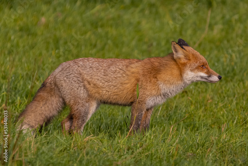 Red fox - Vulpes vulpes, standing in green grass. Photo from Warta Mounth National Park in Poland.