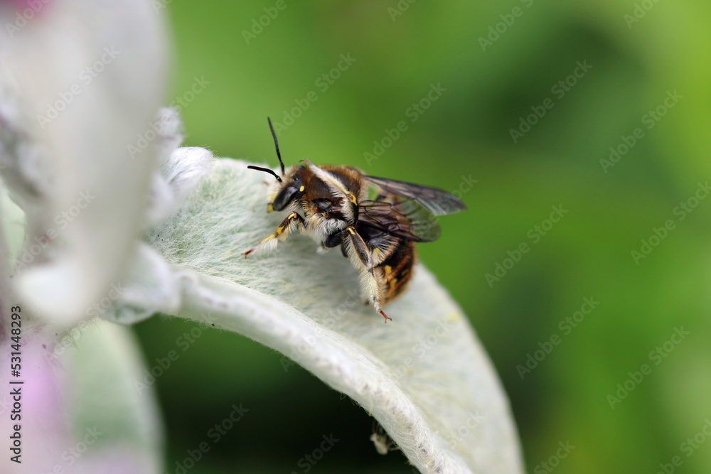 Wool carder bee male on lambs ear leaf Wool carder bee male on lambs ear leaf