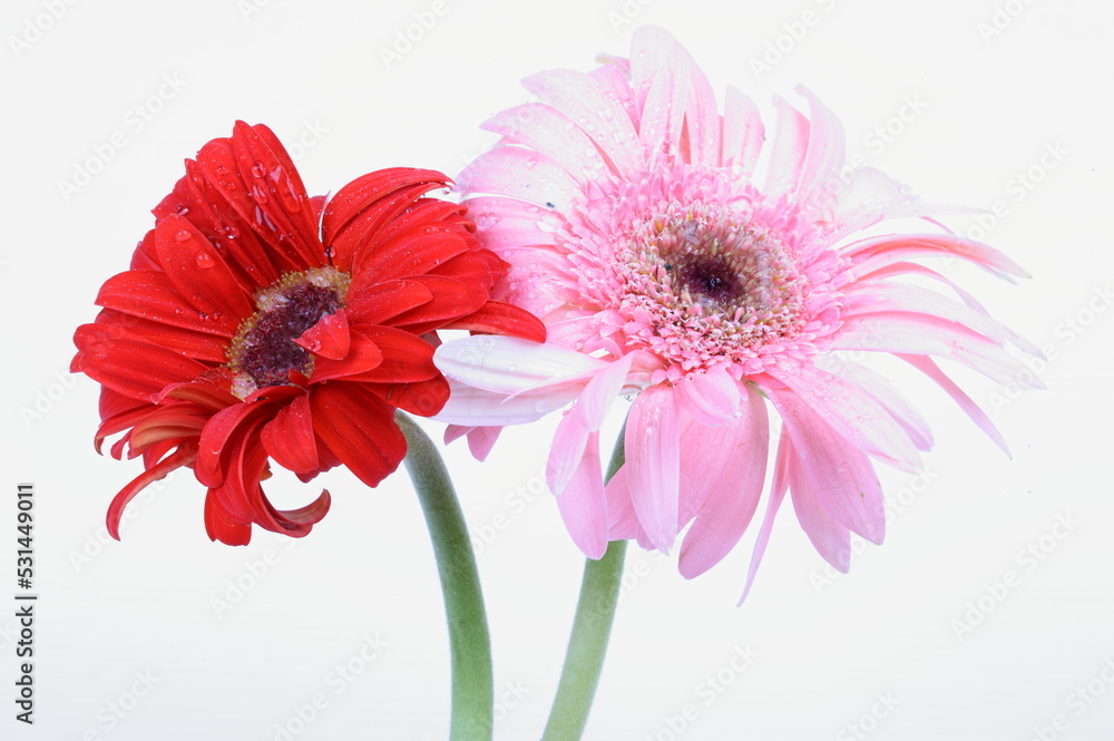 Pink and red gerbera flower isolated on a white background Pink and red gerbera flower isolated on a white background