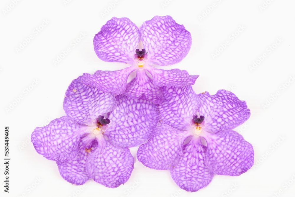 Purple orchid on white background Purple orchid on white background