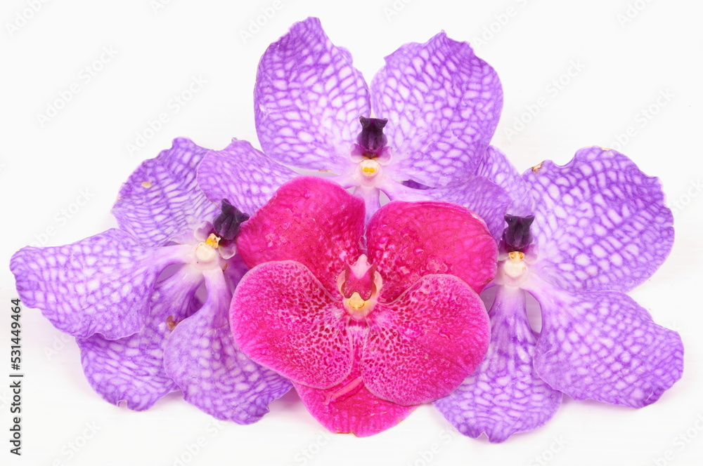 Pink and purple orchid flower isolated on white background Pink and purple orchid flower isolated on white background
