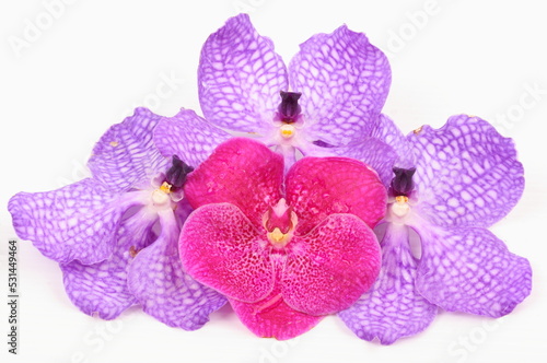 Fototapeta Naklejka Na Ścianę i Meble -  Pink and purple orchid flower isolated on white background