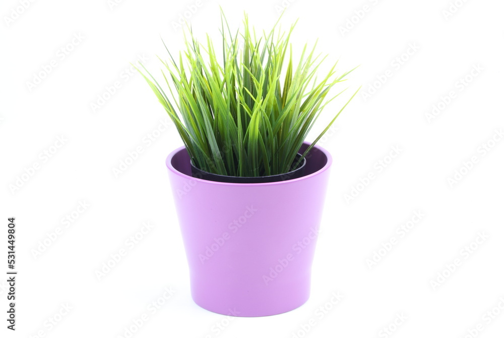 The artificial agave in the pot on white background The artificial agave in the pot on white background
