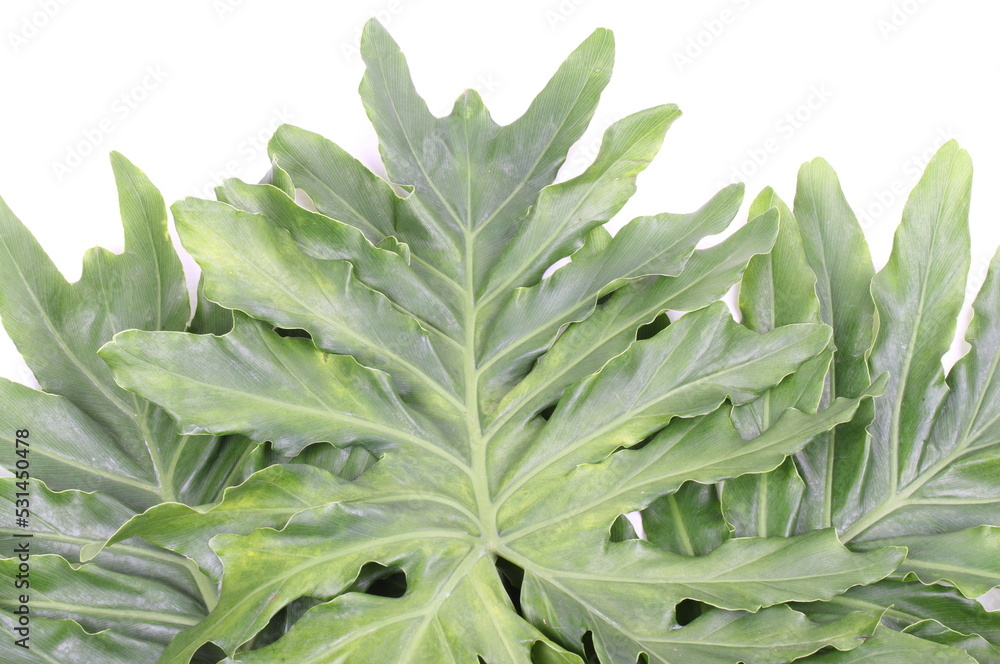 Obraz premium Green Leaf Background on white background