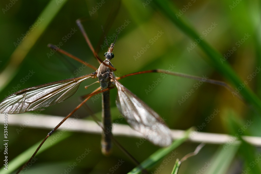 Cranefly, Tipula paludosa, Giant mosquito, Kilkenny, Ireland Cranefly, Tipula paludosa, Giant mosquito, Kilkenny, Ireland