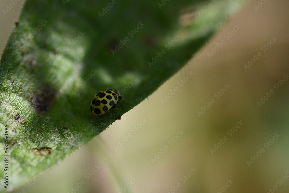 22-spot ladybird (Thea 22-punctata), Kilkenny, Ireland 22-spot ladybird (Thea 22-punctata), Kilkenny, Ireland
