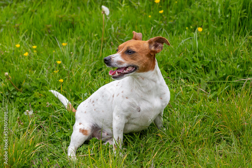 Young Jack Russell Terrier on the grass.
