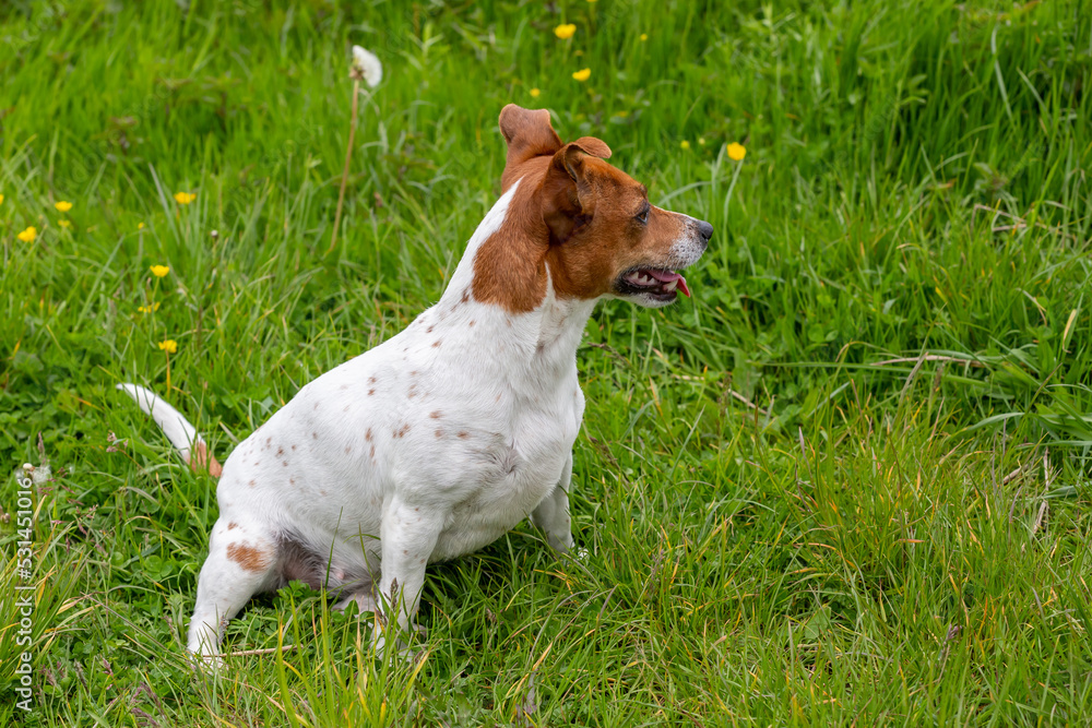 Young Jack Russell Terrier on the grass.