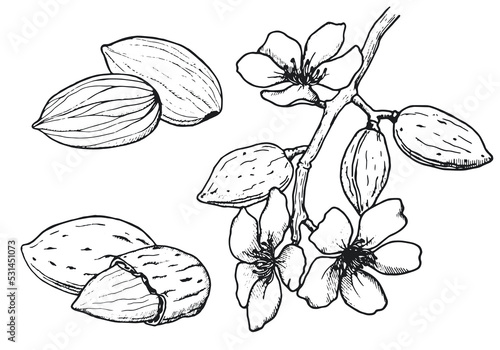Almond set. Nuts and almond flowers. Hand drawn sketch. Vector illustration. photo