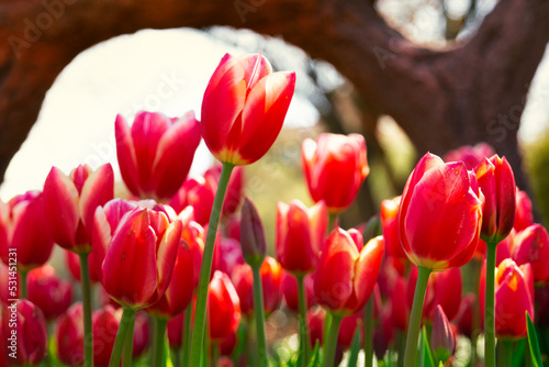 Red Tulips. Spring blooming tulip field. Spring floral background.