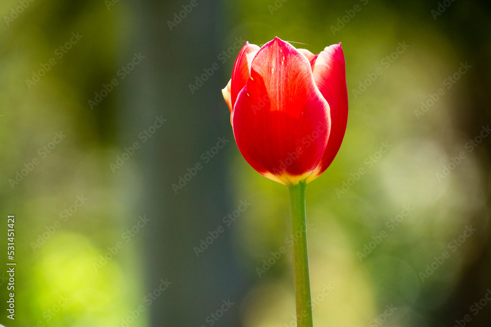 Red Tulip. Spring blooming tulip field. Spring floral background. Red Tulip. Spring blooming tulip field. Spring floral background.