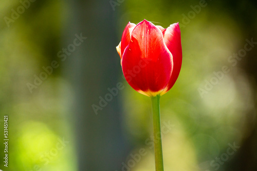 Red Tulip. Spring blooming tulip field. Spring floral background.