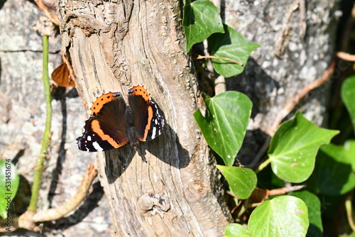 Red Admiral butterfly on tree, Kilkenny, Ireland photo