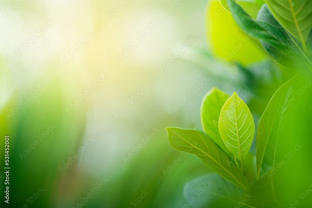 Green leaf on blurred greenery background. World environment day. Green leaf on blurred greenery background. World environment day.