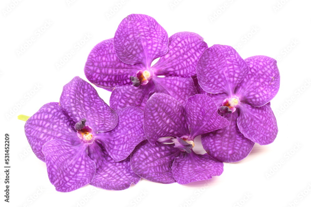 Purple orchid on white background Purple orchid on white background