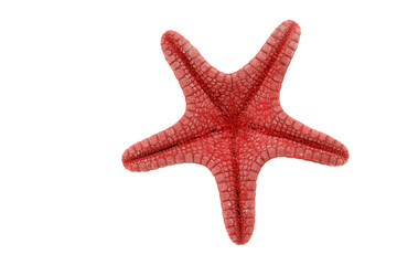 Red starfish backside  isolated on transparency photo png file 