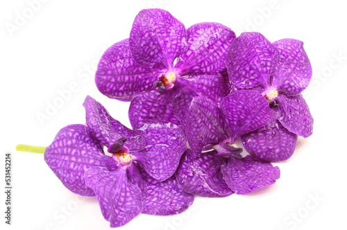 Purple orchid on white background