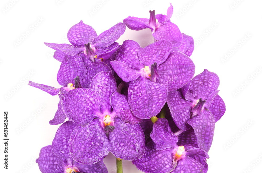 Purple orchid on white background Purple orchid on white background