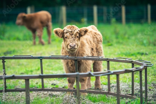 A beautiful Highland Cow-Calf standing in greenfield