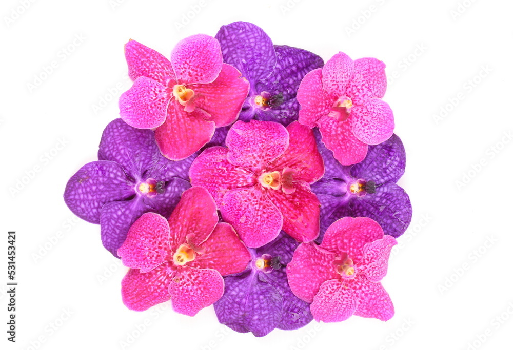 Pink and purple orchid flower isolated on white background
