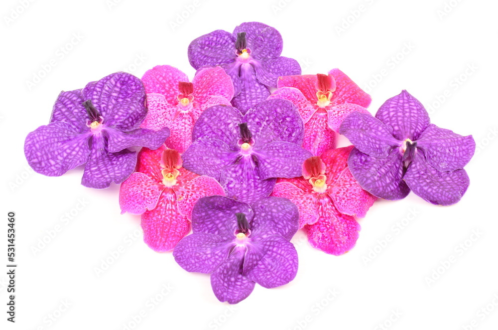Pink and purple orchid flower isolated on white background Pink and purple orchid flower isolated on white background
