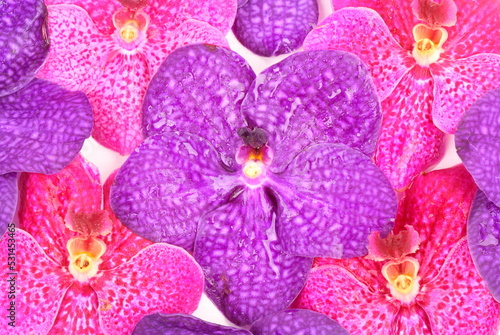 Fototapeta Naklejka Na Ścianę i Meble -  Pink and purple orchid flower as a background