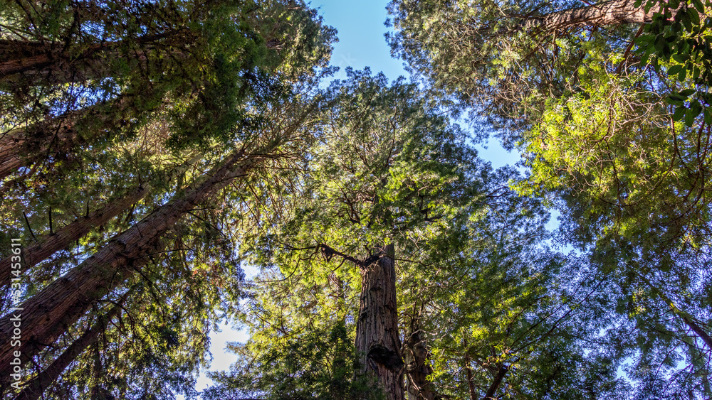 Obraz premium treetops in the forest