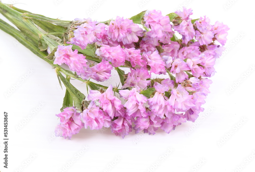 Fototapeta premium Pink Linonium on white background