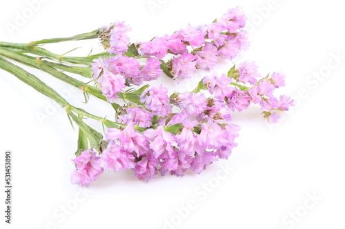 Pink Linonium on white background