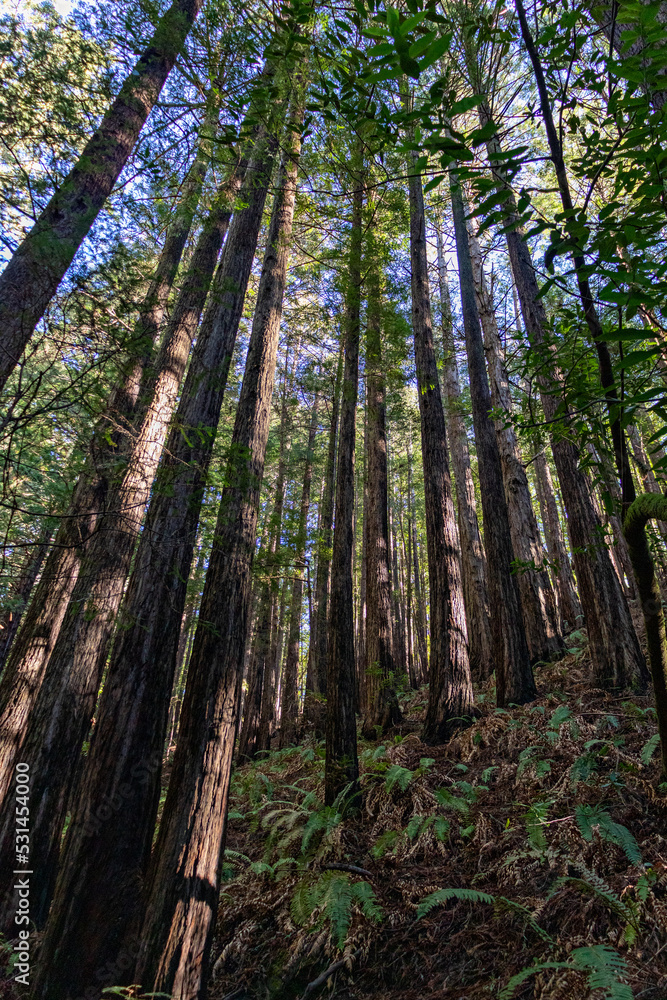 Fototapeta premium trees in the forest