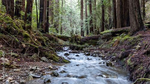 stream in the woods
