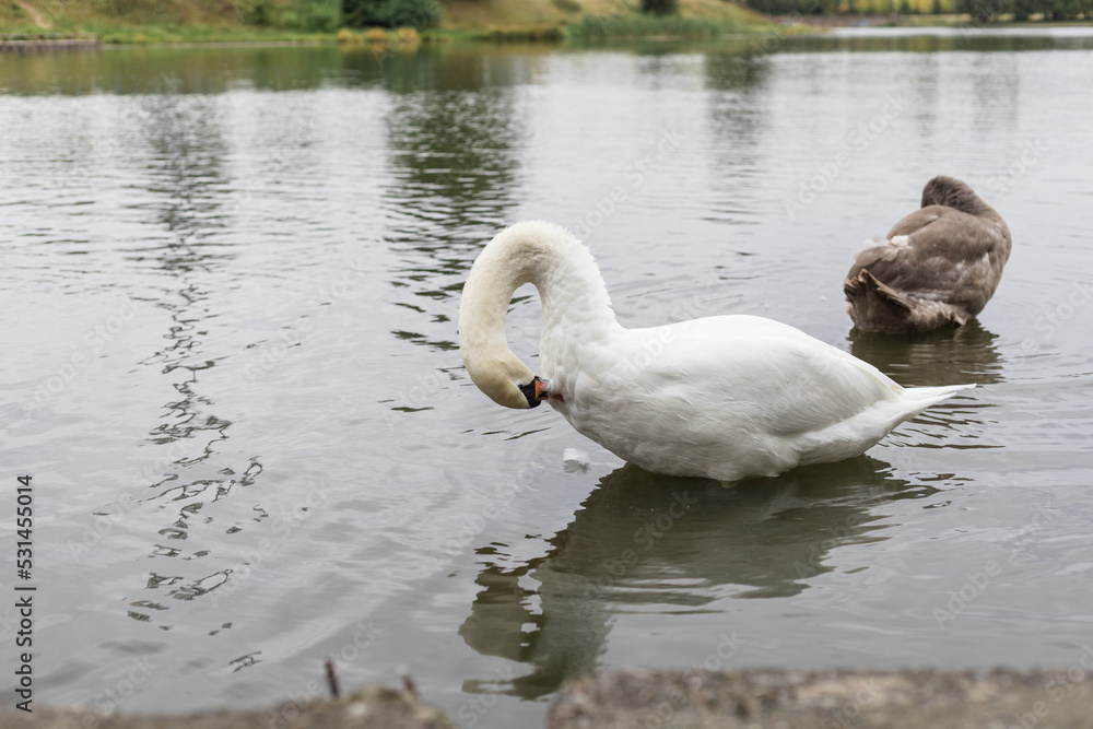 Obraz premium Swans on the lake cleaning their feathers with their beaks