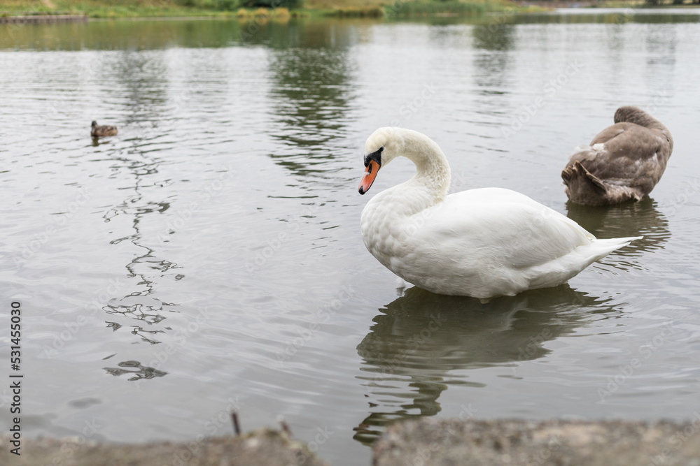 White swan on the lake