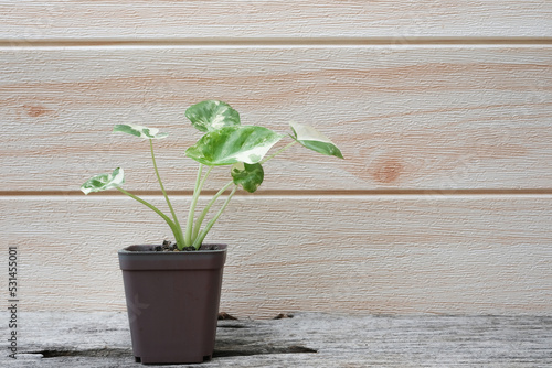 Alocasia macrorrhizos variegated in earthenware pot put in house.