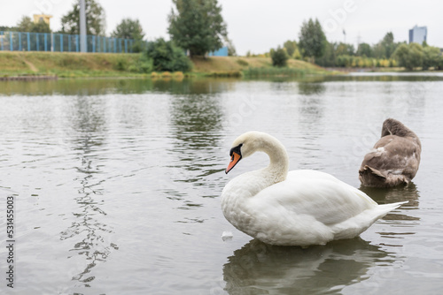 White swan on the lake