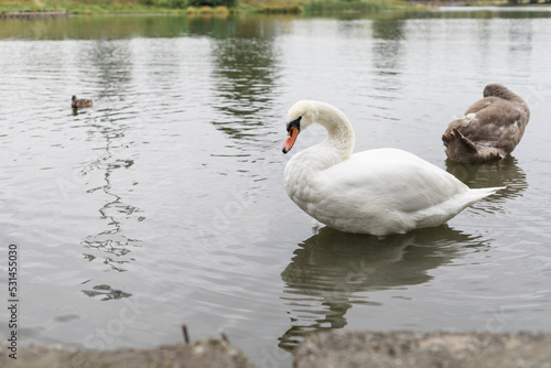 White swan on the lake © HENADZI BUKA