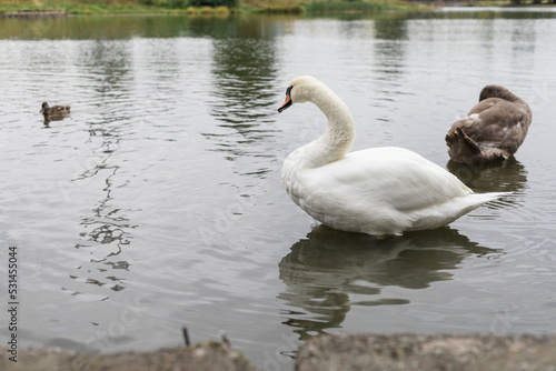 White swan on the lake