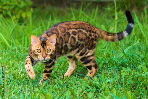 Beautiful young bengal cat in the garden photo