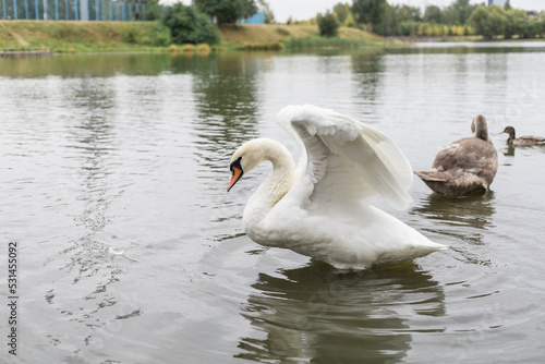 White swan on the lake flaps its wings