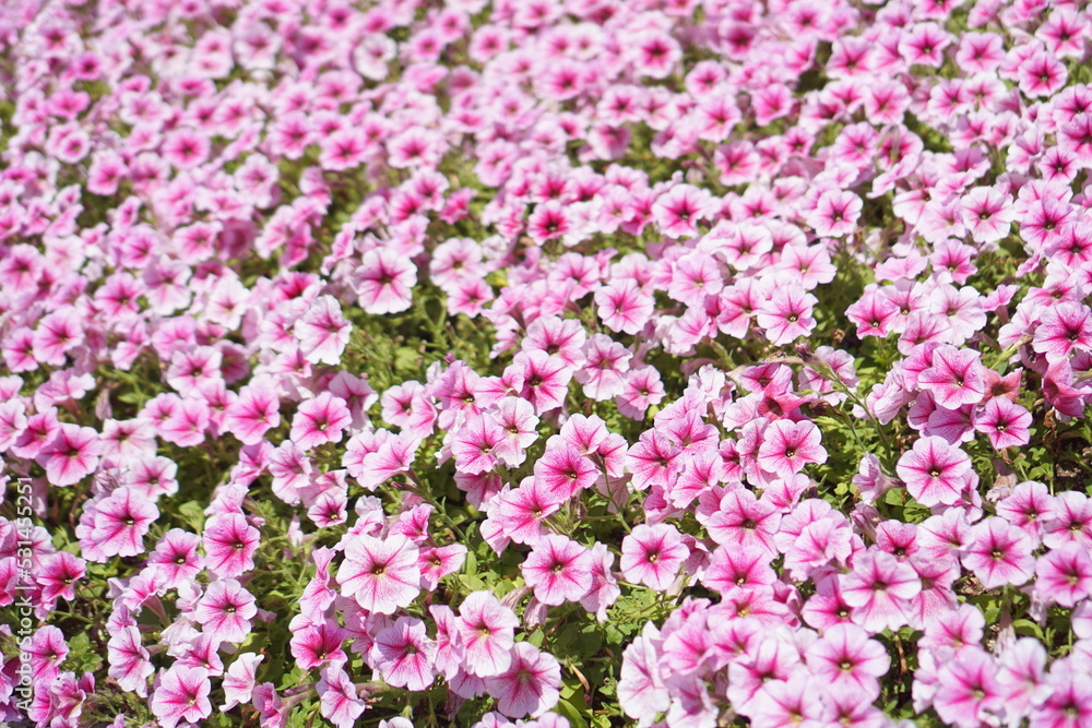 Morning glory blooming beautifully in spring Morning glory blooming beautifully in spring