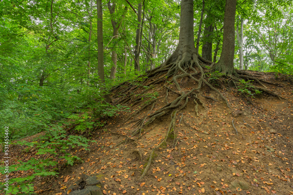 Tree Roots in Beech Woods, Szczecin, West Pomeranian Voivodeship, Poland, Central Europe Tree Roots in Beech Woods, Szczecin, West Pomeranian Voivodeship, Poland, Central Europe