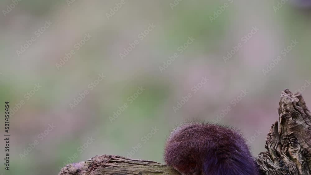 Red squirrel sitting on a dead wood trunk eating sunflower seeds and looking attentively, european red squirrel, winter, north rhine westphalia, (sciurus vulgaris), germany Red squirrel sitting on a dead wood trunk eating sunflower seeds and looking attentively, european red squirrel, winter, north rhine westphalia, (sciurus vulgaris), germany