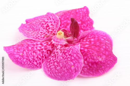 Fototapeta Naklejka Na Ścianę i Meble -  Pink orchid flower isolated on white background