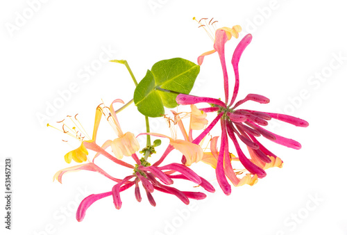 Honeysuckle red isolated
