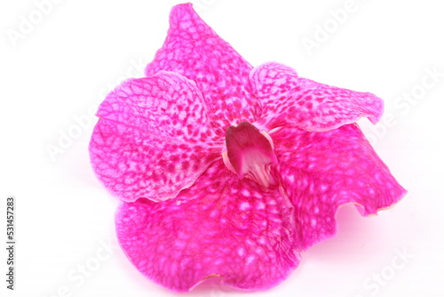 Pink orchid flower isolated on white background