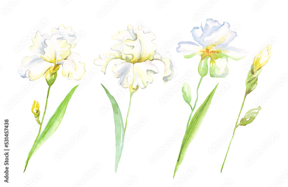 Watercolor irises flower. Hand-painted illustration Watercolor irises flower. Hand-painted illustration